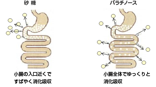 砂糖とパラチノース